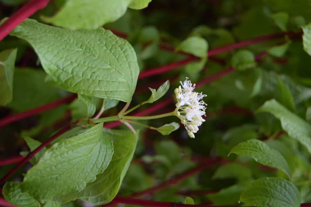 Cornus alba 'Sibirica' 40-60 cm